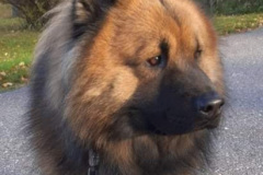 Jarpens-Puppies-Django-of-Oscar1