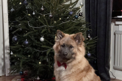 Enzo