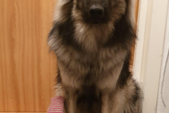 Tyke