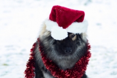 Månadens Bild december 2016