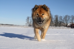 Månadens Bild januari 2018