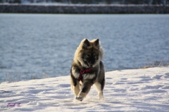 Månadens Bild februari 2018