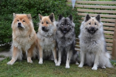 Månadens Bild juni 2018