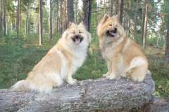 Månadens Bild oktober 2018