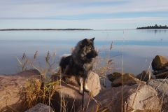 Månadens bild november 2018