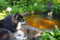 Månadens bild juli 2019