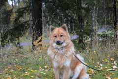 Månadens bild november 2019