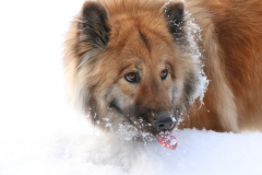 Månadens bild december 2019