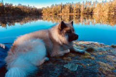 Månadens bild februari 2020