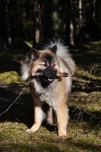 Viltspår