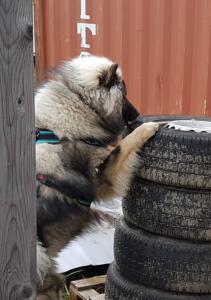 Nosework